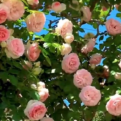 我要稳稳的幸福