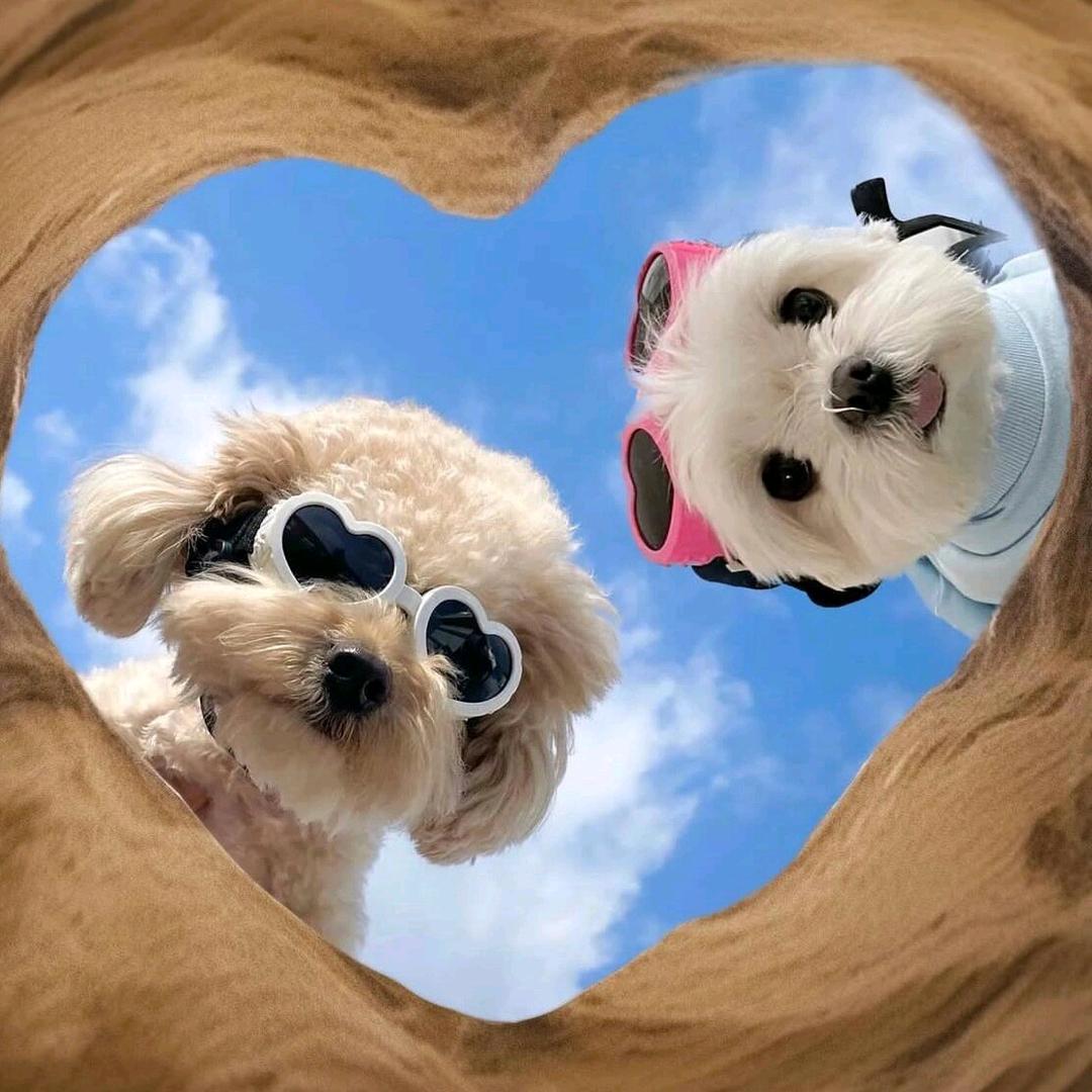 一只绵羊🐑