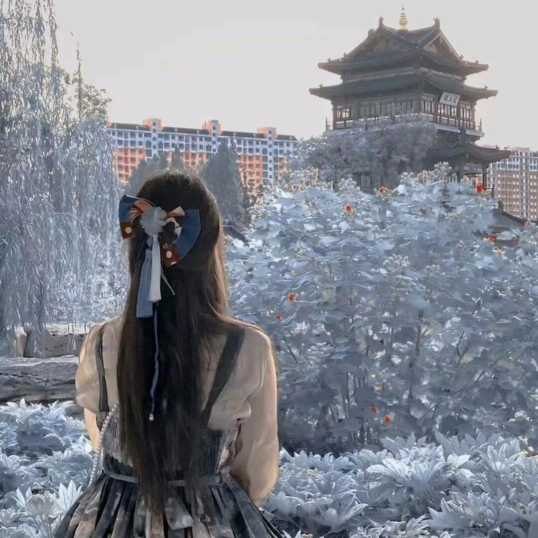 陕西梅梅