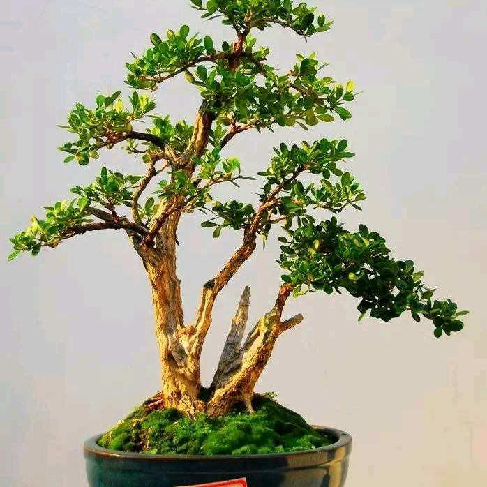 黄杨素材批发