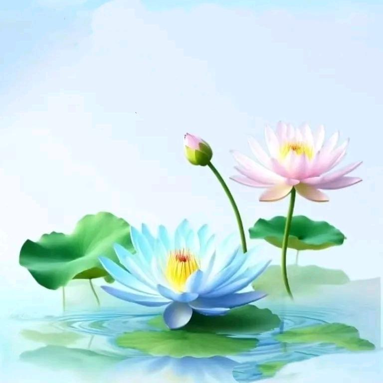 莲