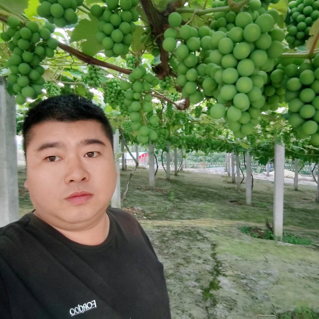 候鸟