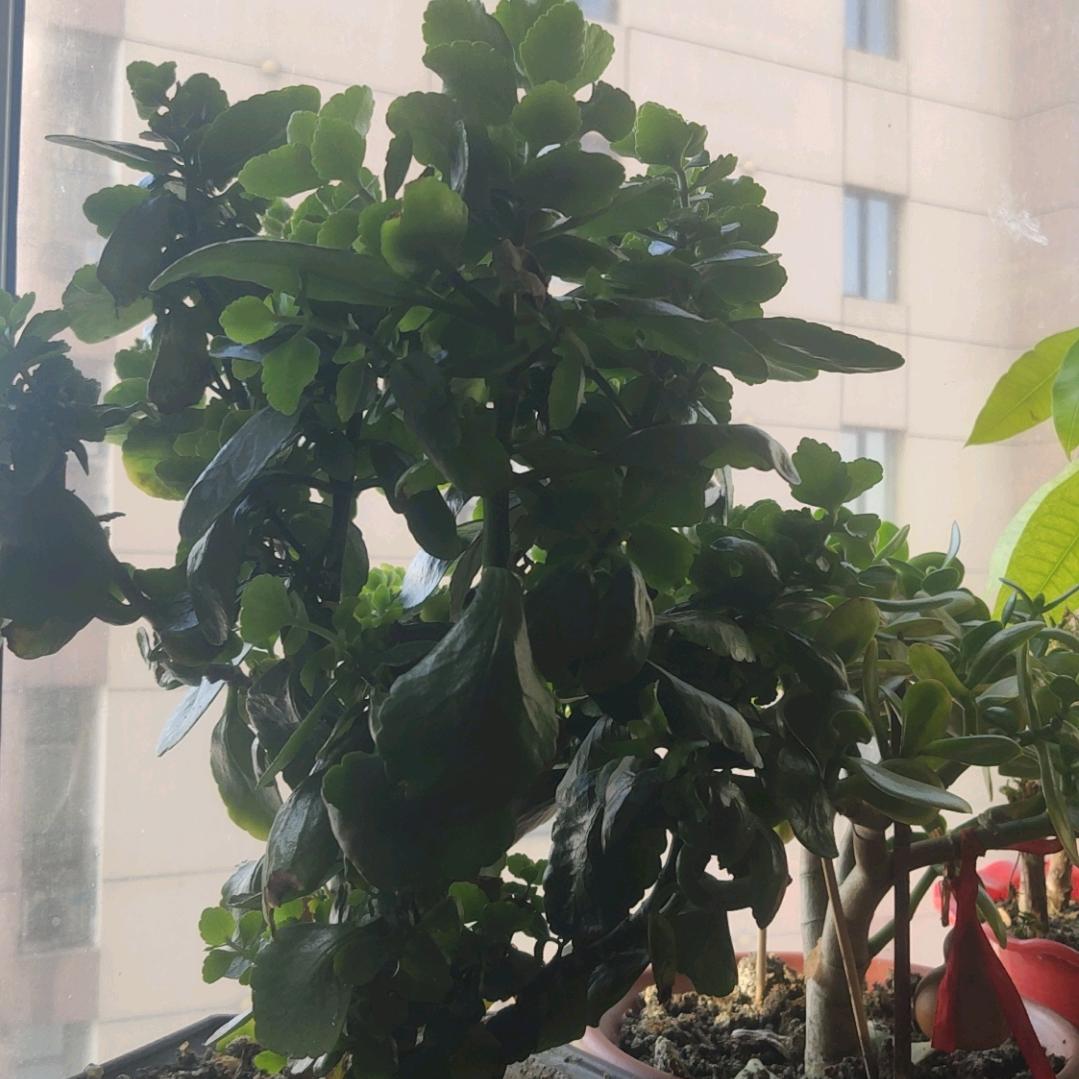 刘玉杰