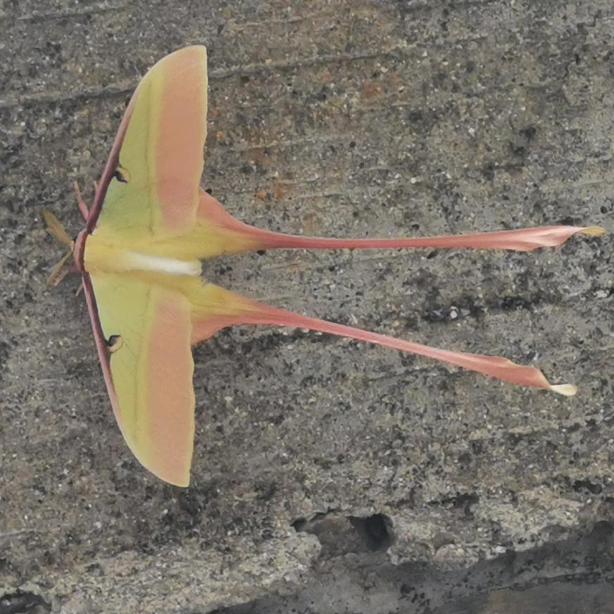 幼稚女神蹦蹦恰！