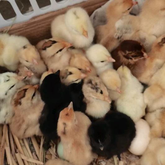 清晨的一缕阳光