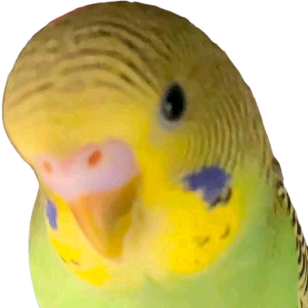 扣手鸡泥