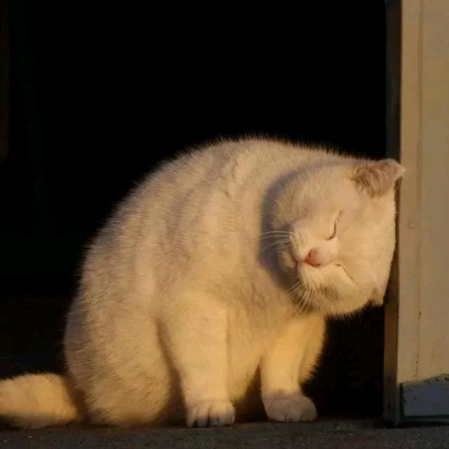 東邪。