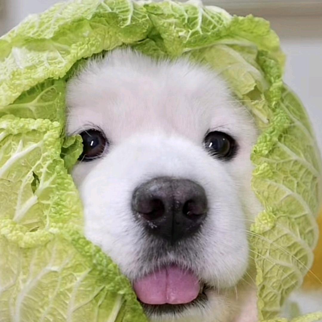 噜啦啦噜啦啦噜啦噜啦嘞。