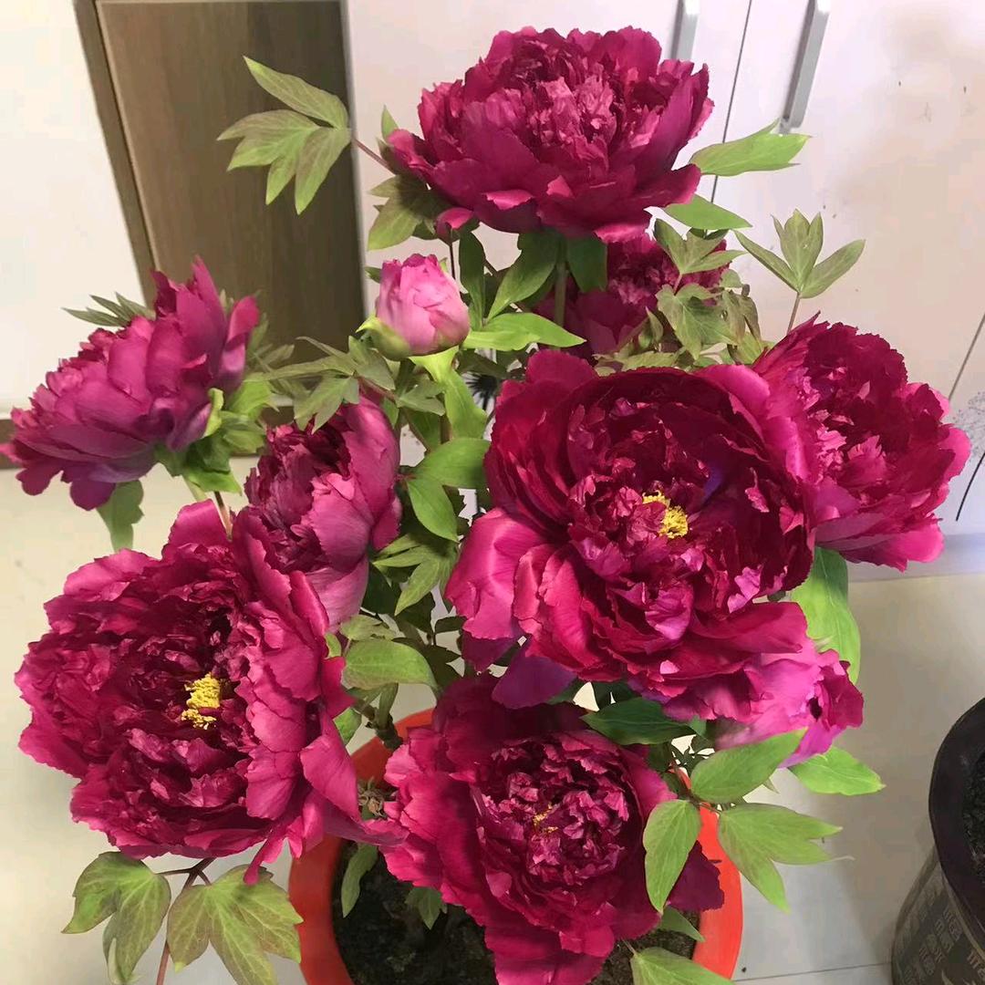 菏泽牡丹种植基地