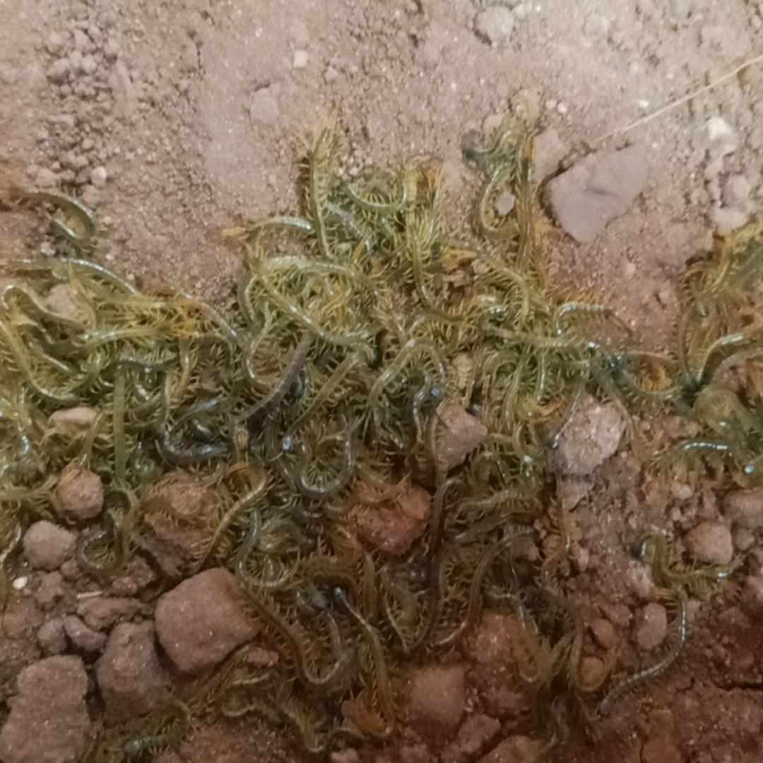 蜈蚣小苗培育(陈功)