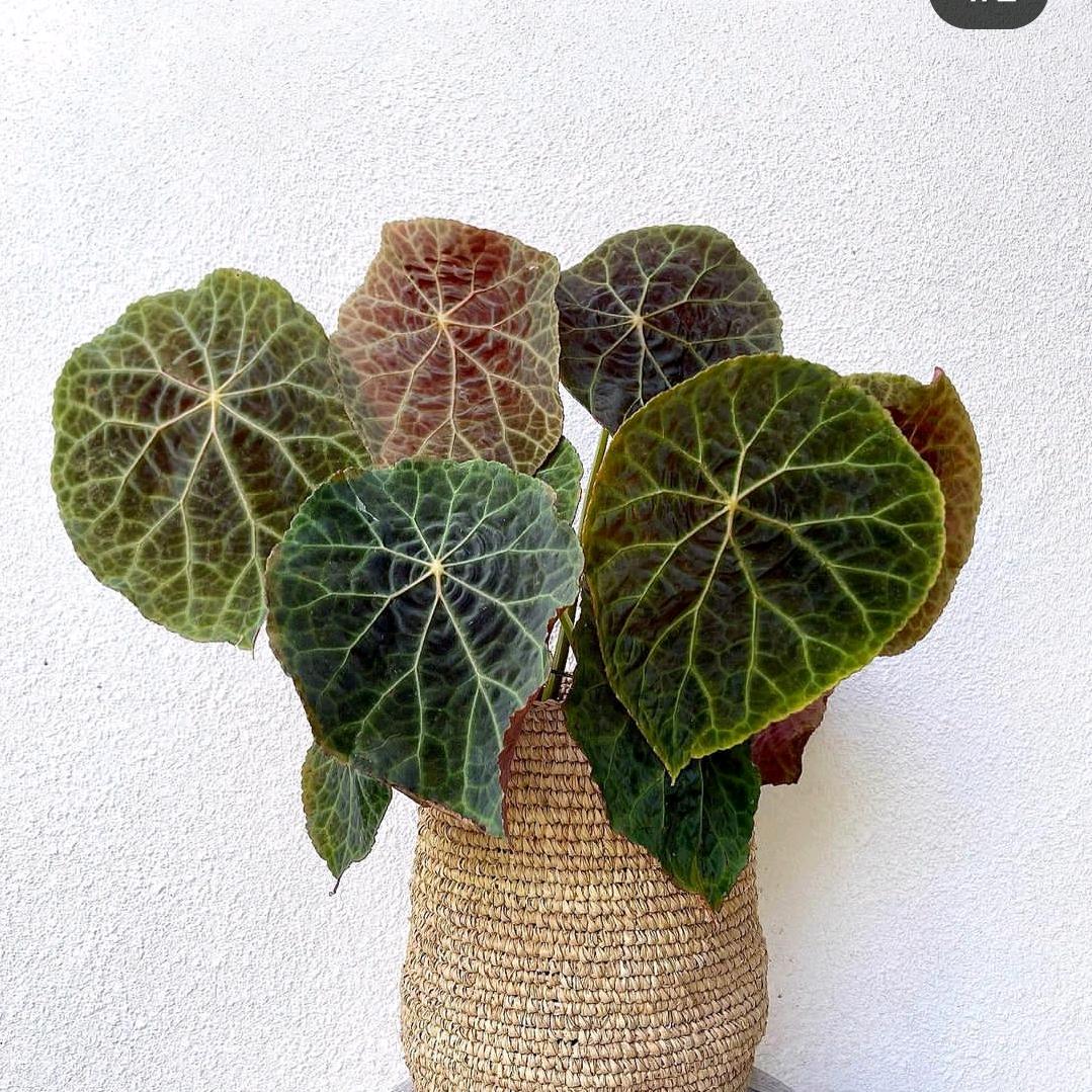 青然花卉秋海棠