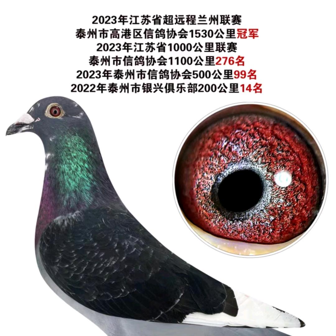 凯亿赛鸽 小张