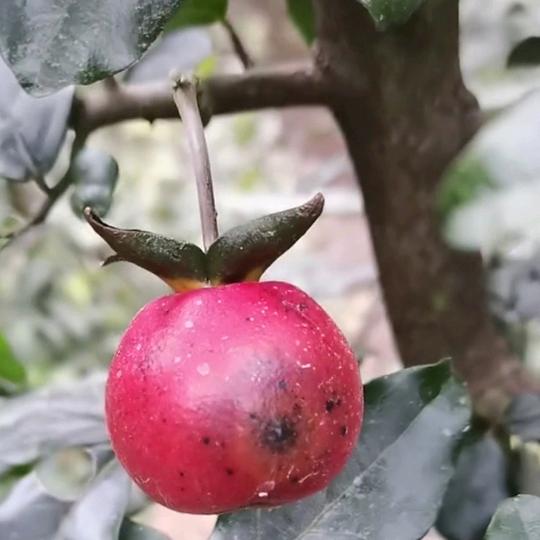 宏达《金弹子》盆景园