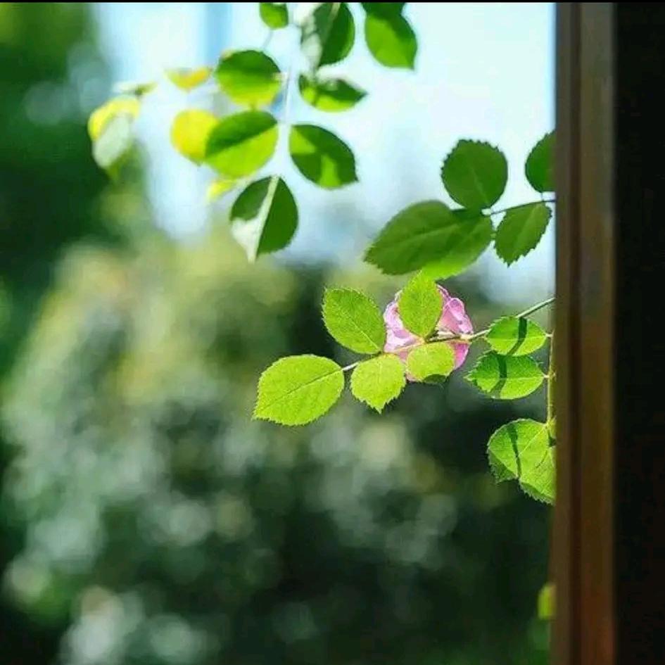 清音荩
