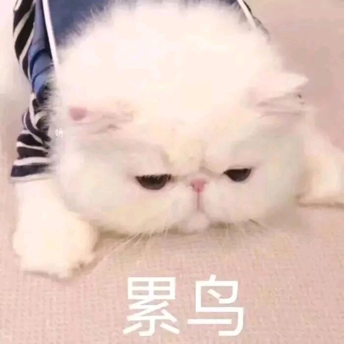 ʘʚʘ沉默👻