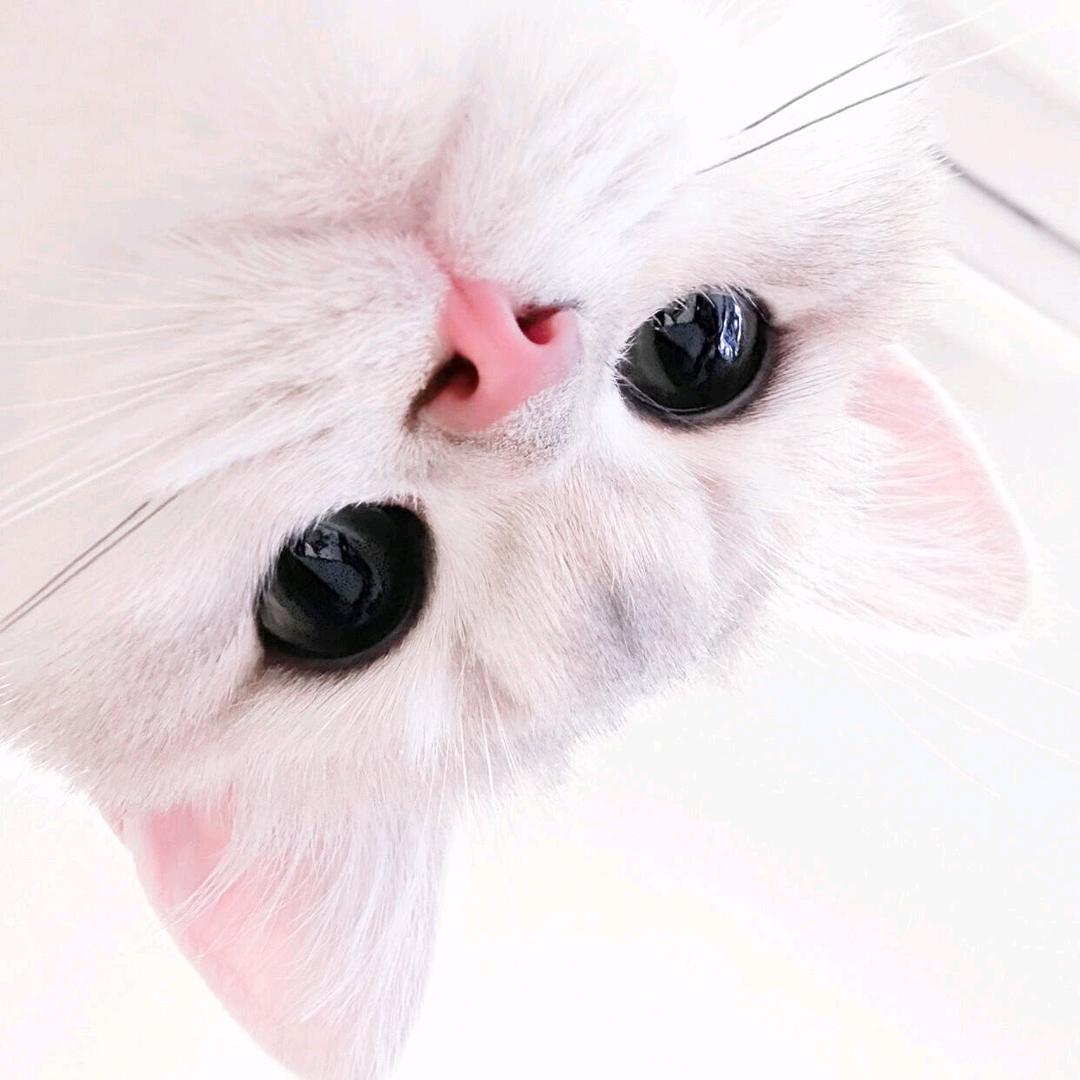 雀吱吱