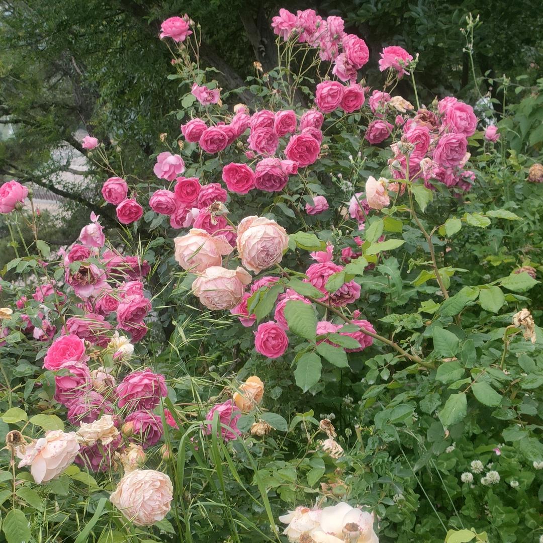 @:ℒᎭℯ⃝莉莉