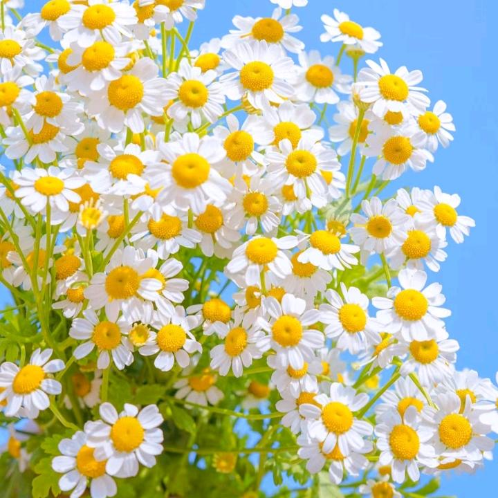 八方来财，好运连连