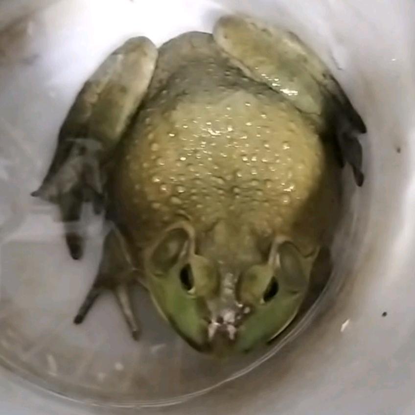 母蛤蟆看车