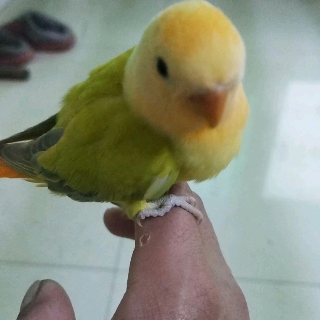 陈宇帆