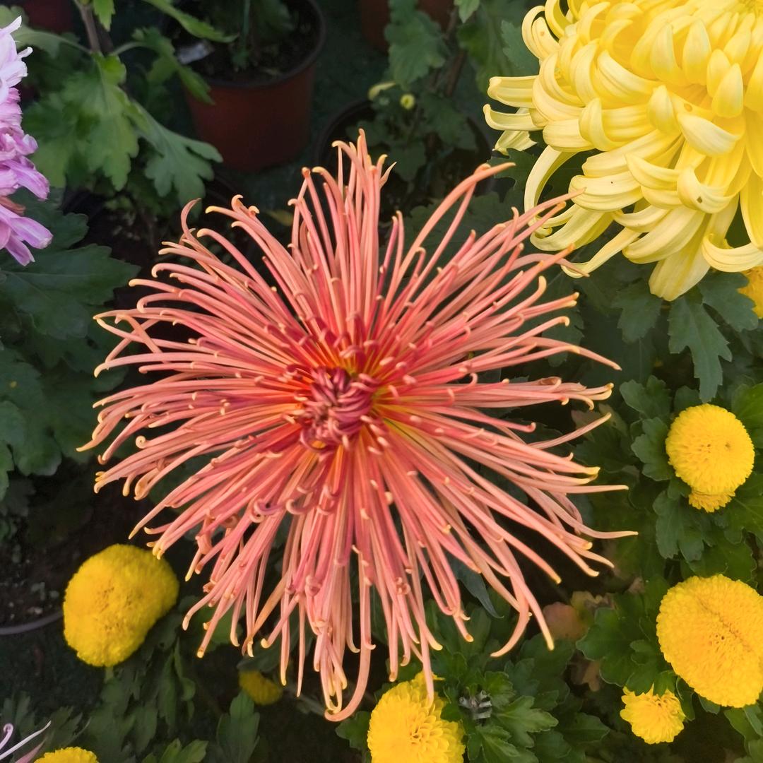 এ᭄燕☀️子᭄এ