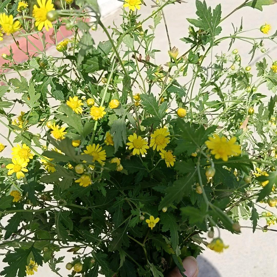 飞翔
