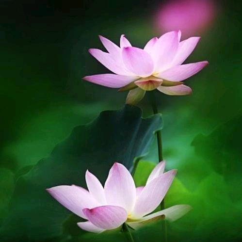 春曰暖阳