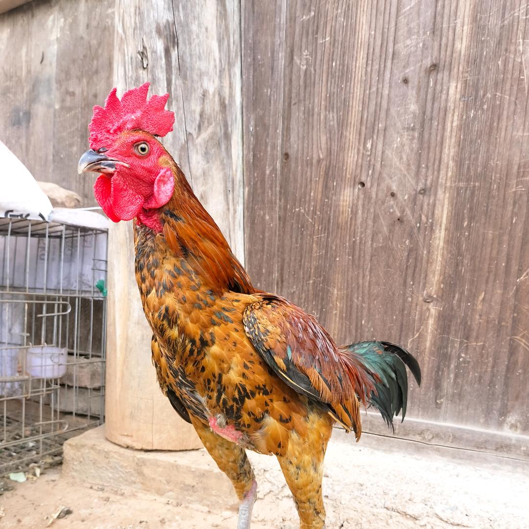 从江 土斗鸡