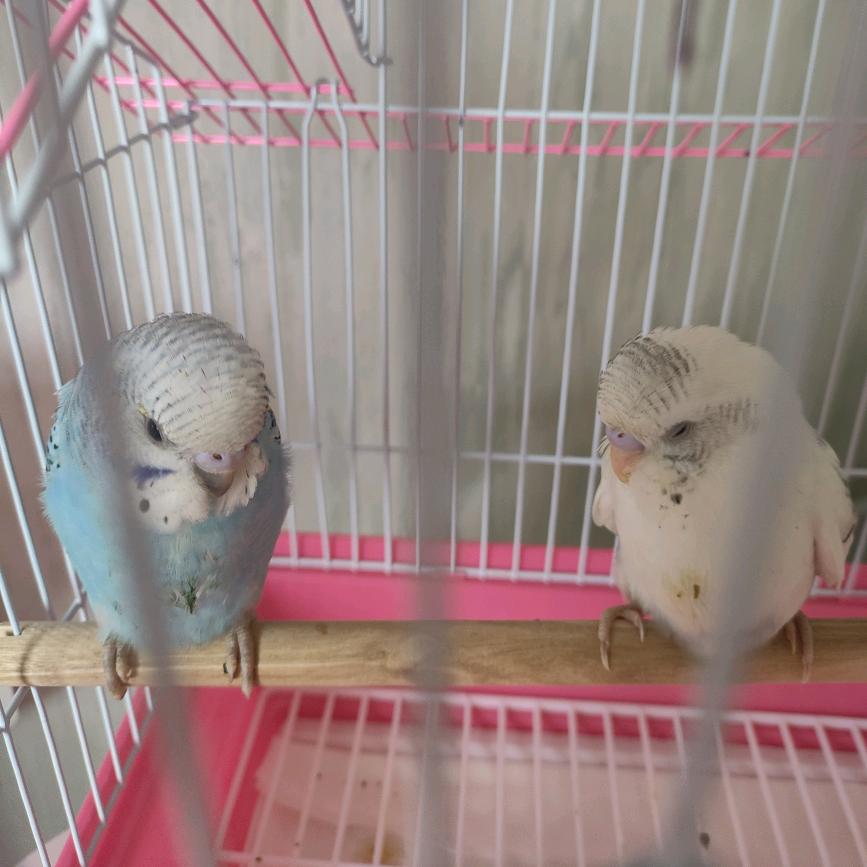 家有恭喜🦜发财🦜