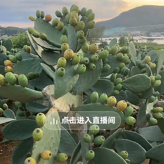 幸福的家