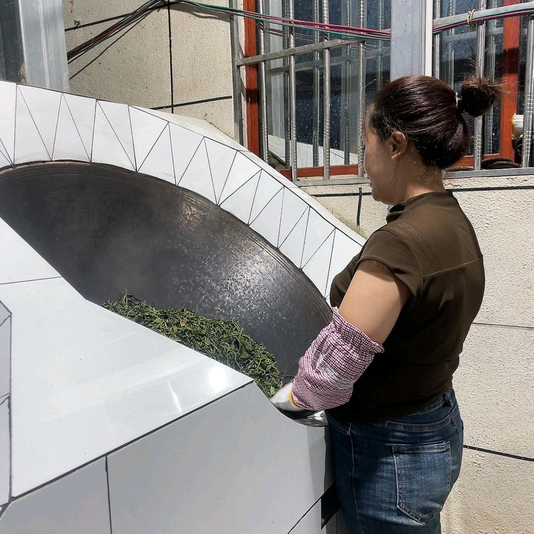 冰岛南迫茶农99号