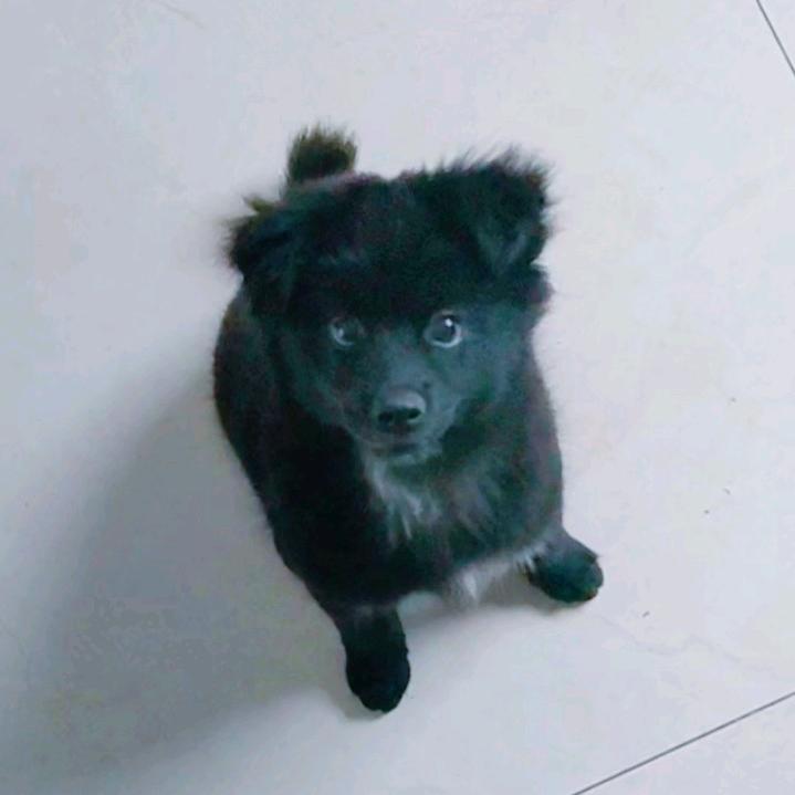 开心萌宠妙生活