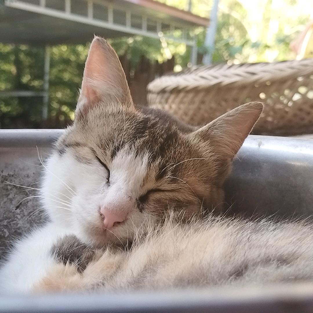 奶奶的贴心“小猫”和“小小猫”😘