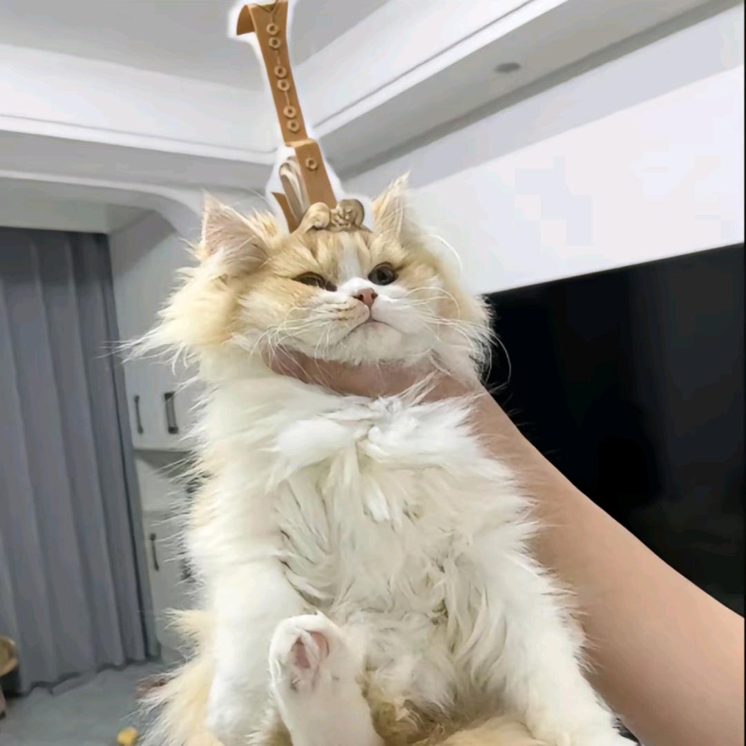 svvvv