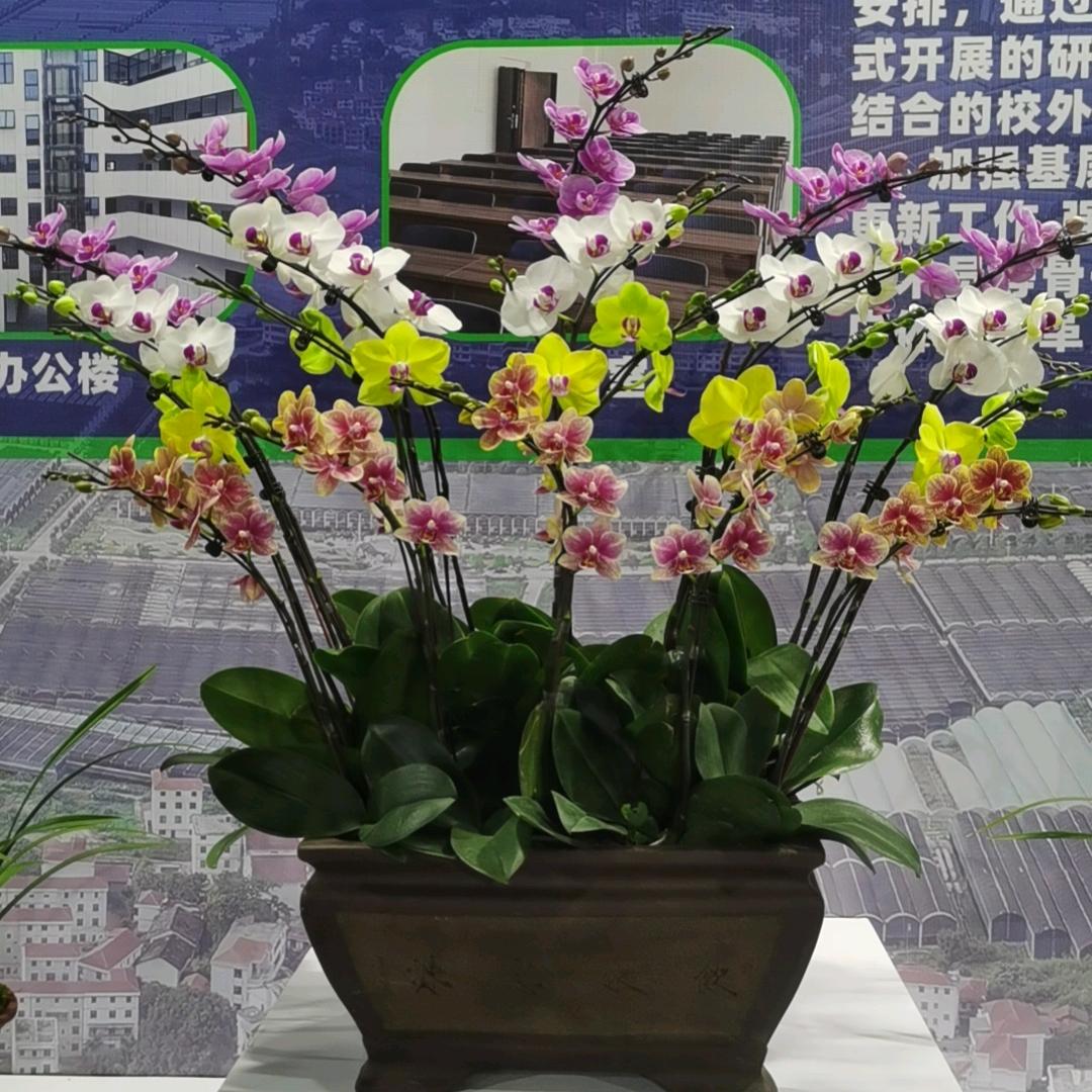 前进