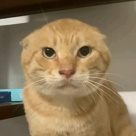 陈晓凯