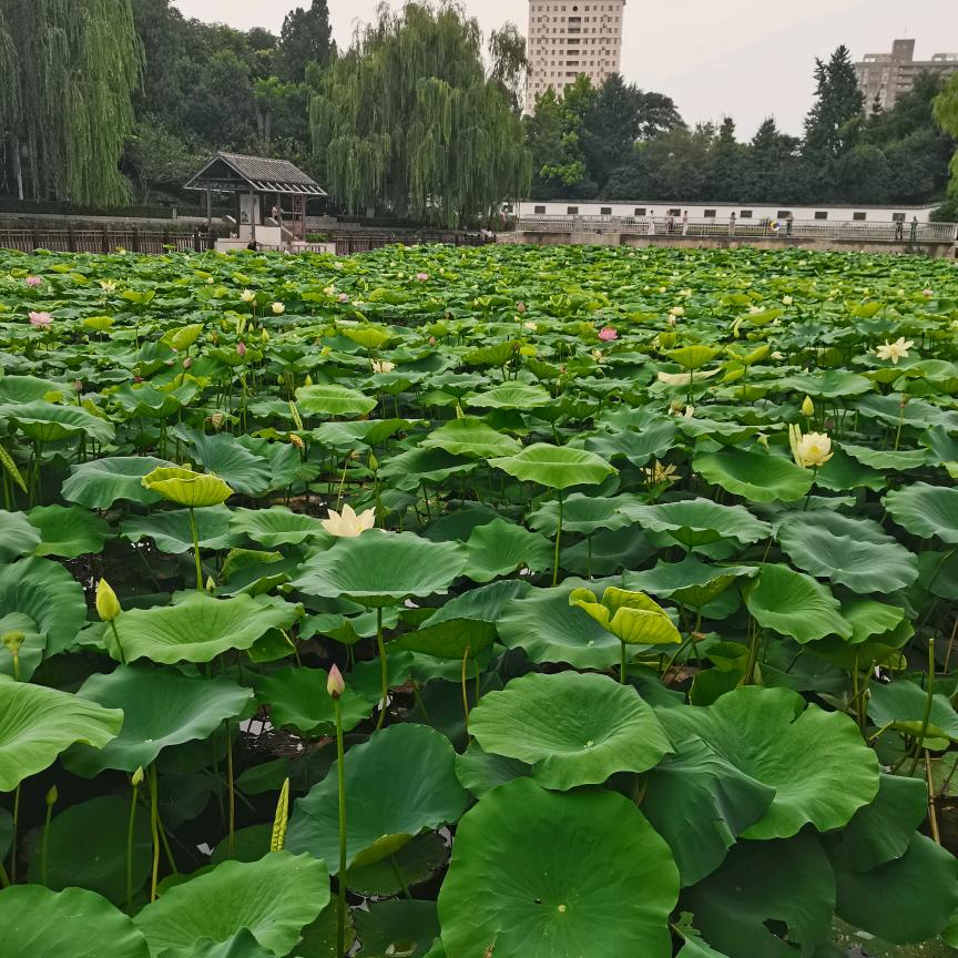 永哥