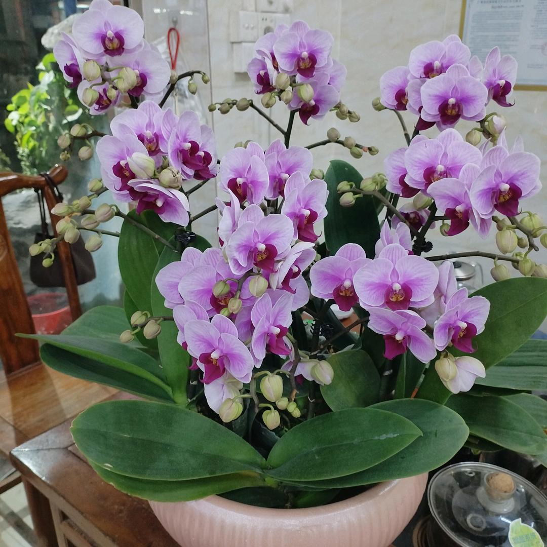 花开富贵。