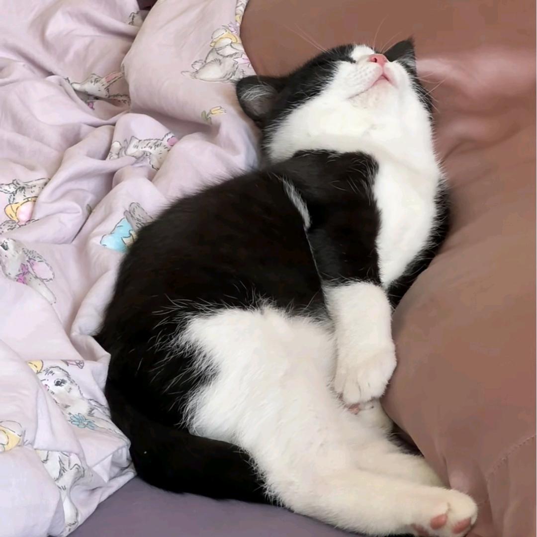 🐈  🐈ᴶˢ🗡️（超想挼小紫耳朵）