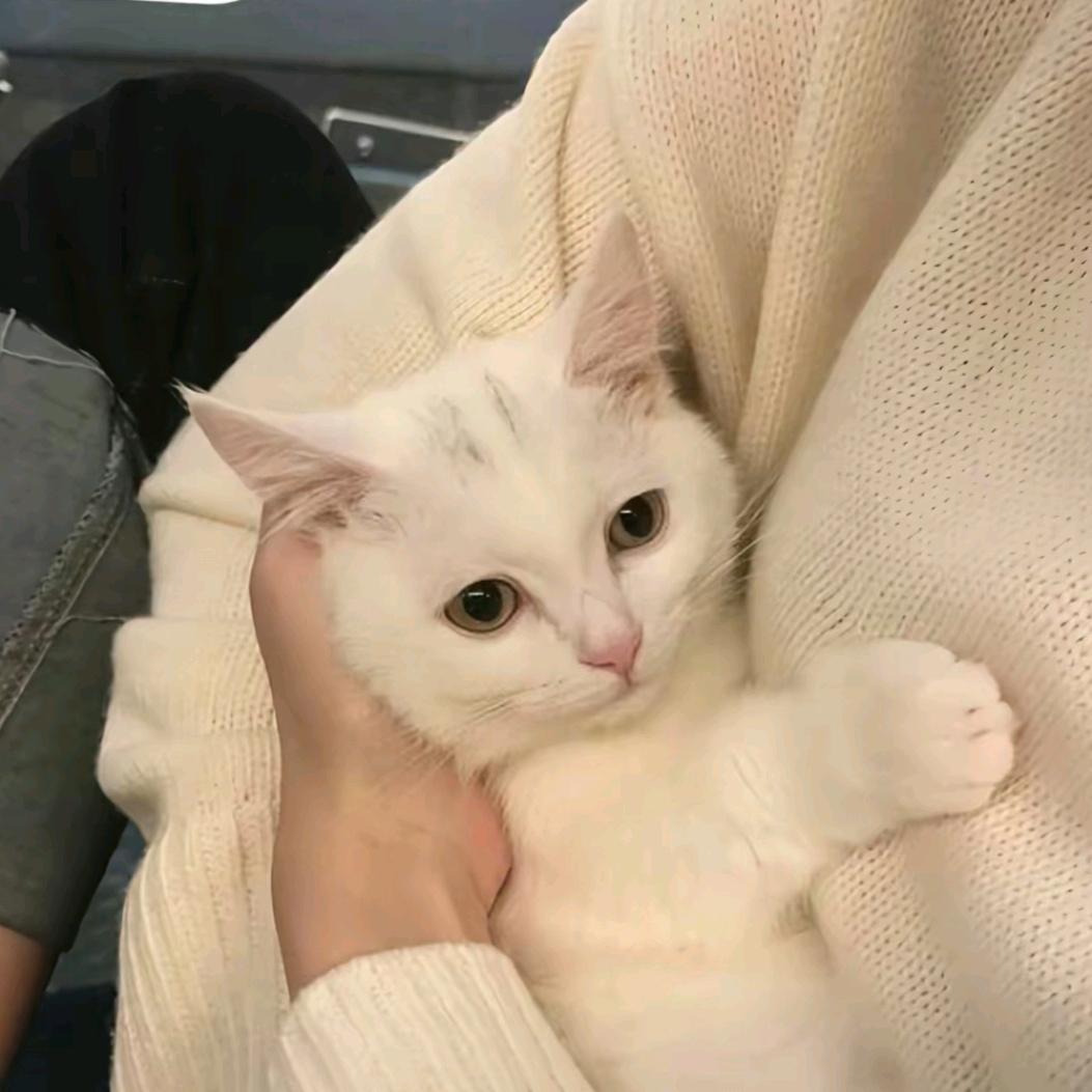 狸奴🐱💕