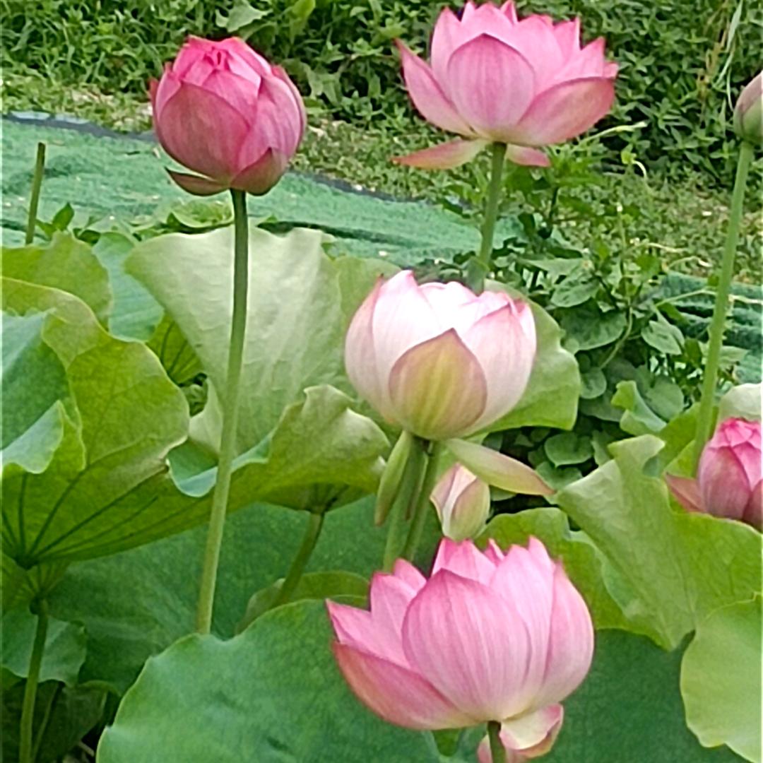 糖