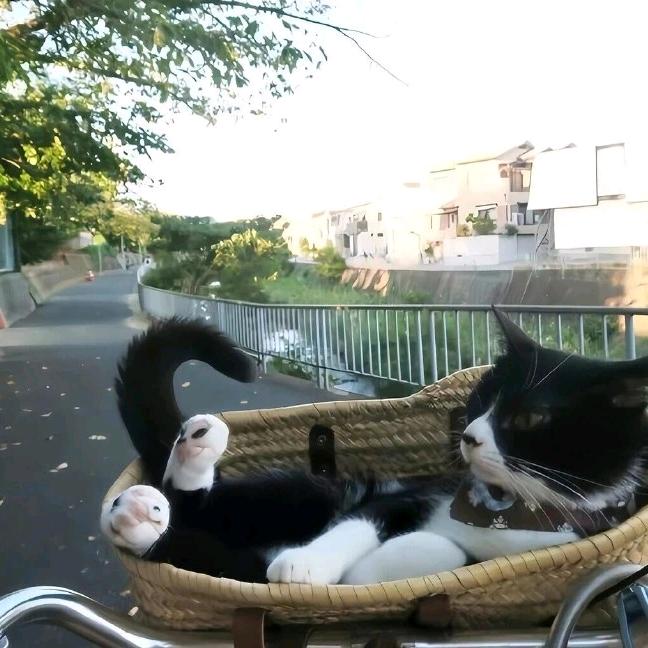 阿宋（三角洲行动）