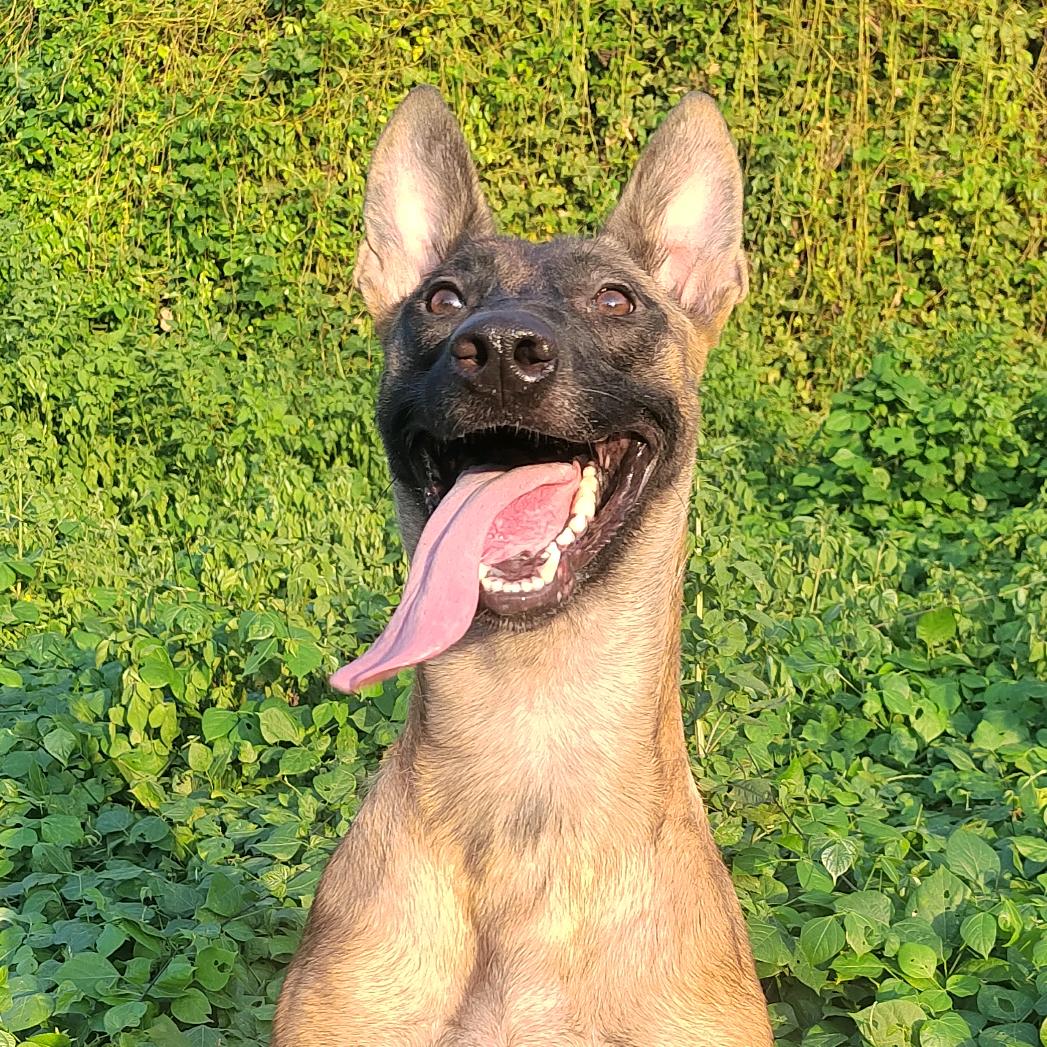 训犬超哥（带训犬）