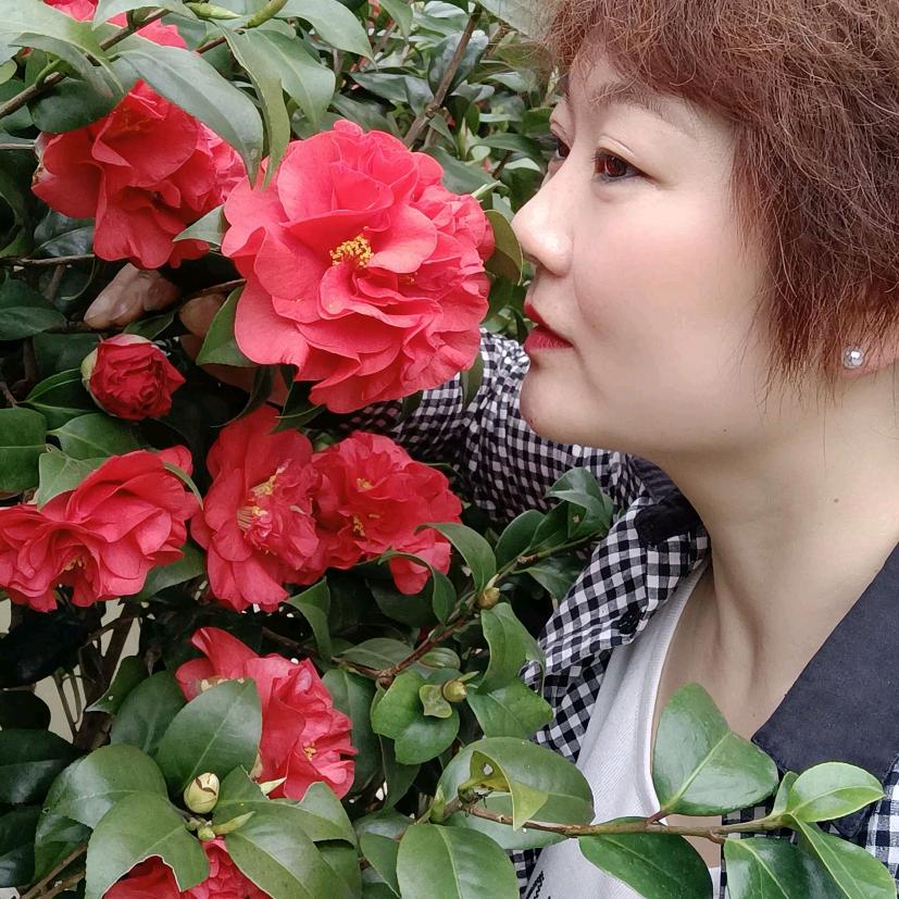 小燕子