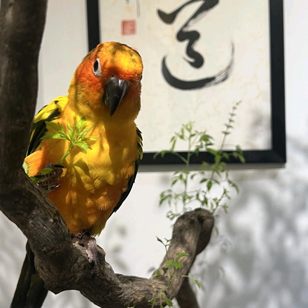 零天手养鹦鹉喂食器