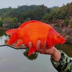 婺源酥炸小河鱼