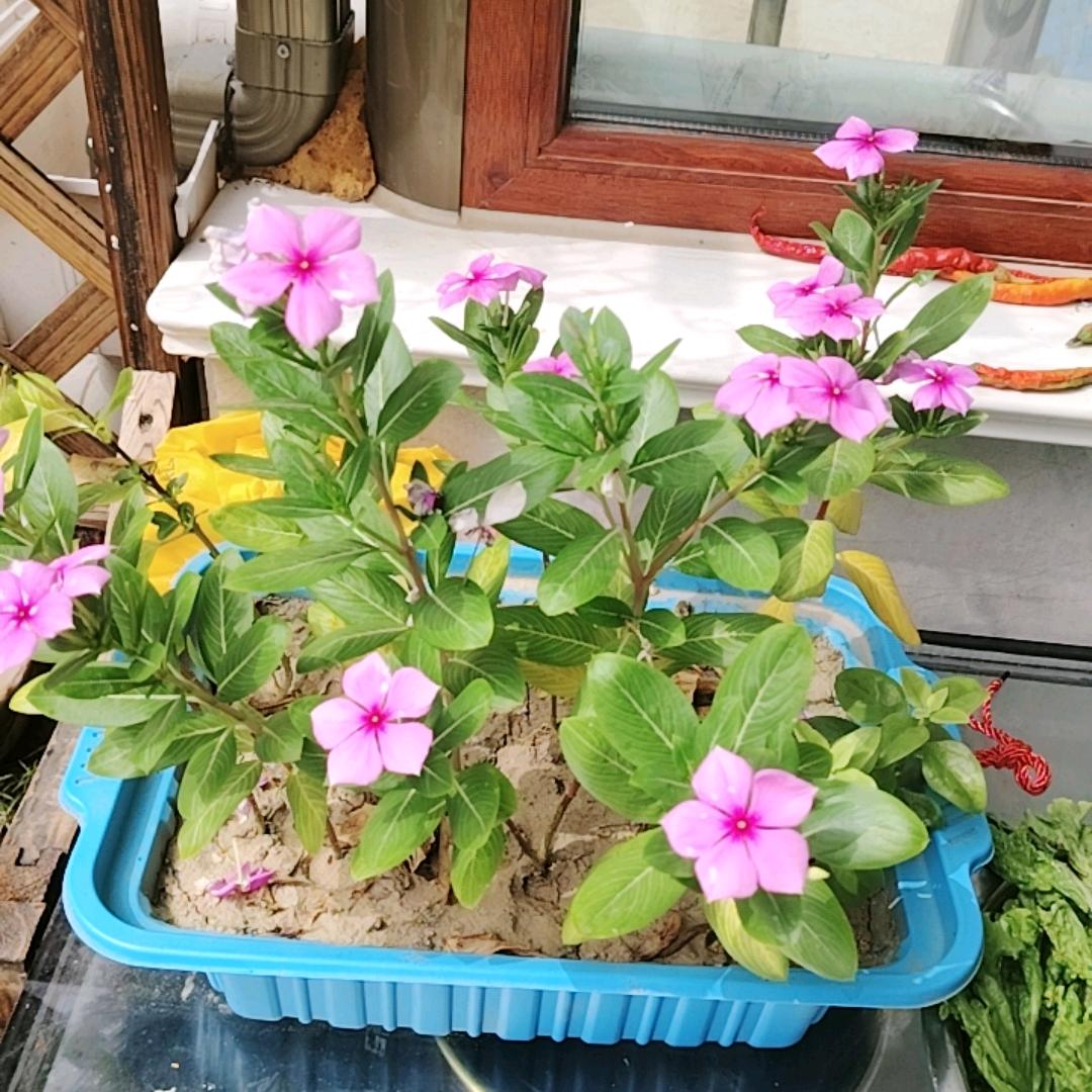 好运常在