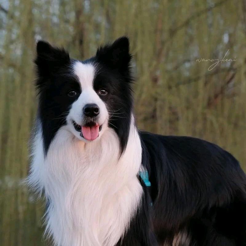 东楠犬舍（边牧）