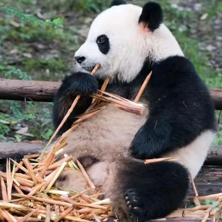 西北王
