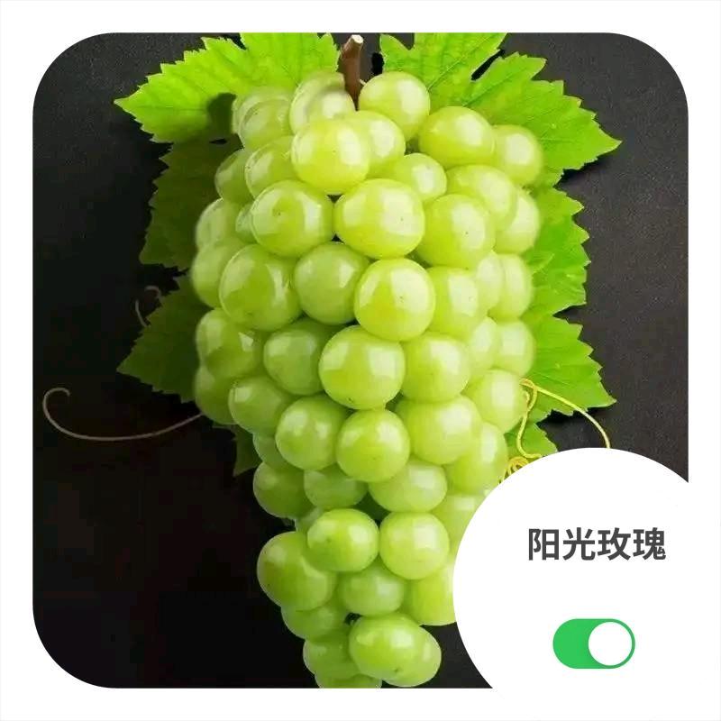 阳光玫瑰